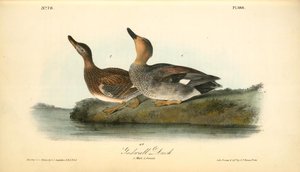 Gadwall Duck. 1. Male. 2. Female — John James Audubon