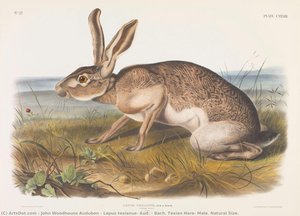 Lepus Texianus, Aud. & Bach. Texian Hare, Male. Natural Size. — John Woodhouse Audubon, Naturalism