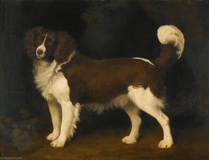 Portrait Of A Dark Brown And White Newfoundland Spaniel — George Stubbs