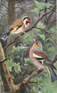 Goldfinch And Chaffinch — Friedrich Wilhelm Kuhnert