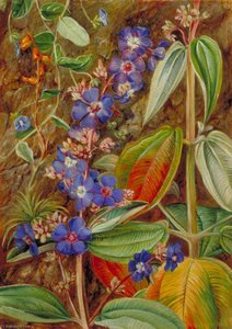 Wild Flowers Of Casa Branca, Brazil — Marianne North, Victorian Botanical Painting