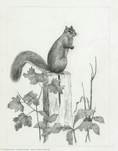 Grey Or Black Squirrel — Dwayne Harty