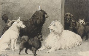 Crufts, Agricultural Hall — Beatrice Parsons