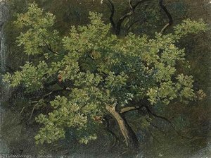 Baumstudie — Robert Zund