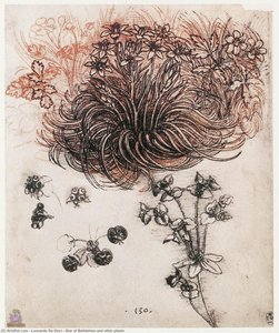 Star Of Bethlehem And Other Plants — Leonardo Da Vinci