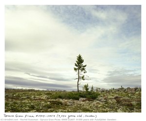 Spruce Gran Picea #0909-11a07 (9,500 Years Old; Fulufjället, Sweden) — Rachel Sussman