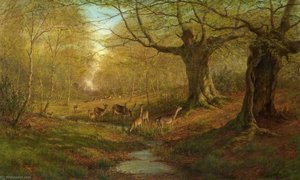 Burnham Beeches, Buckinghamshire