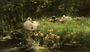 Ducks