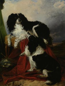 King Charles Spaniels