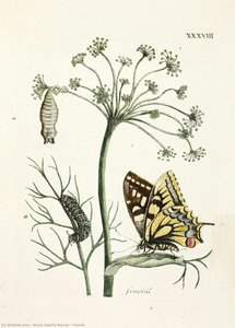 Fennel
