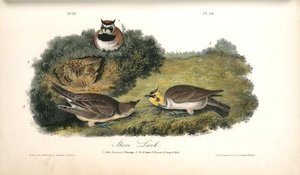 Shore Lark. 1. Male, Summer Plumage. 2. D-o Winter. 3. Female. 4. Young ^ Nest — John James Audubon