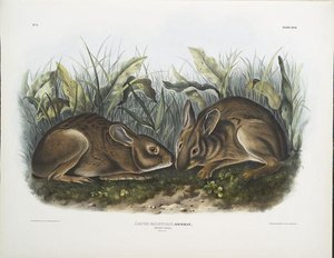 Lepus Palustris, Marsh Hare. Natural Size — John James Audubon