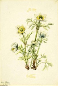 Plume Anemone (pulsatilla Occidentalis) — Mary Morris Vaux Walcott