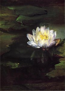 Water-lily, Study From Nature — John La Farge