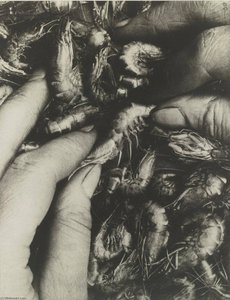 'gernod ' (crevettes) — Pierre Dubreuil