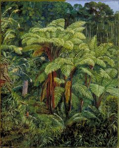 Group Of Tree Ferns Around The Spring At Matang, Sarawak, Borneo — Marianne North