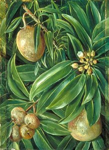Foliage, Flowers And Fruit Of The Sapodilla Plum — Marianne North