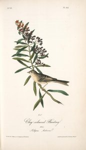 Clay-coloured Bunting. Male. (asclepias Tuberosa.) — John James Audubon