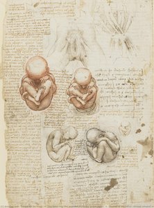 R: The Fetus And The Muscles Attached To The Pelvis. V: Studies Of The Fetus, Related Internal Organs And The Arm — Leonardo Da Vinci