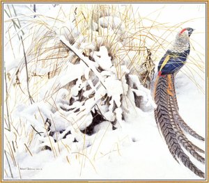 Lady Amherst Pheasant In Snow — Robert Bateman
