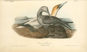 Common Gannet. 1. Adult Male. 2. Young — John James Audubon