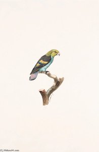 Touit Batavica — Jacques Barraband