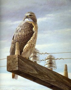 Untitled (942) — Robert Bateman