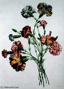 Bouquet Of Carnations — Jean Louis Prevost, Academic Botanical Illustration