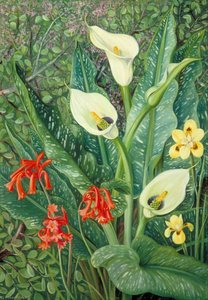 Four South African Plants — Marianne North, Realism