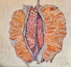 Citrus. Fetal Heart From Hesperid Garden — Yulia Mamontova