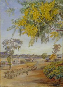 Flowers And Foliage Of The Silver Wattle, Queensland — Marianne North