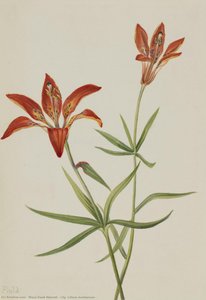 Lily (lilium Montanum) — Mary Vaux Walcott, Botanical Watercolor
