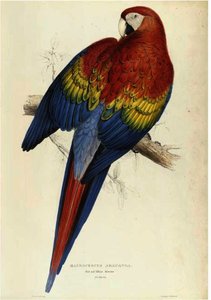 Illustrations Of The Family Of Psittacidae, Or Parrots — Edward Lear