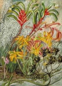 West Australian Flowers — Marianne North, Romantic Naturalism
