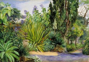 View In The Garden Of Acclimatisation, Teneriffe — Marianne North