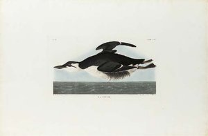 Brunnich's Murre — Robert Havell