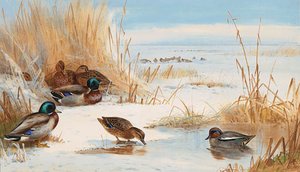 Mallard And Teal On A Frozen Lake — Archibald Thorburn, Contemporary Realism
