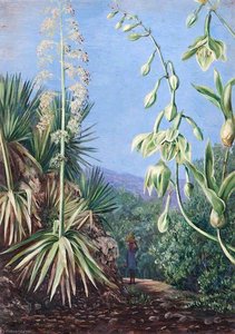 Mountain Path With (as Yet) Unidentified Plants — Marianne North