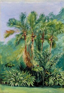 Group Of Small Palms, Rio Janeiro, Brazil — Marianne North, Victorian Botanical Illustration
