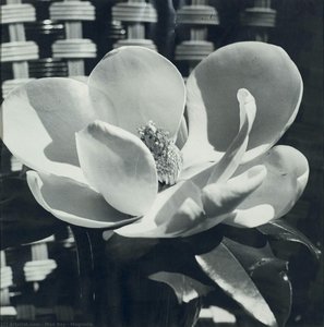 Magnolia