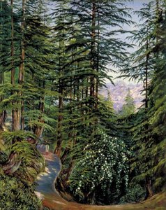 Deodar Grove At Simla With Wild Rose In The Foreground — Marianne North