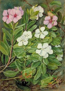 Saponaire Or Periwinkle And Green Frogs In Mahé — Marianne North