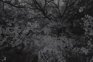Cherry Blossoms, Takato — Daido Moriyama