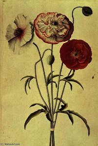 Corn (papaver Rhoeas — Georg Dionysius Ehret