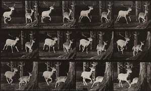 Animal Locomotion, Plate 686