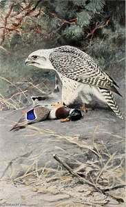 Gyrfalcon — Friedrich Wilhelm Kuhnert