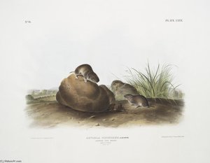 Arvocola Pinetorum, Lecontes Pine Mouse — John James Audubon