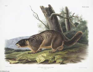Arctomys Flaviventer, Yellow-bellied Marmot. Male. Natural Size — John James Audubon