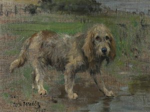 Spaniel — William Walls