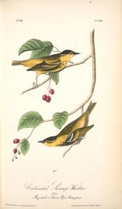 Carbonated Swamp-warbler. Males. (may-bush Or Service. Pyrus Botryapium.) — John James Audubon